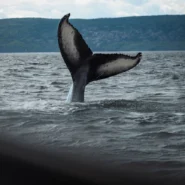 온체인 고래 추적 전략으로 2026년 급등 종목을 미리 선점하는 방법 시장 분석 및 전략 12