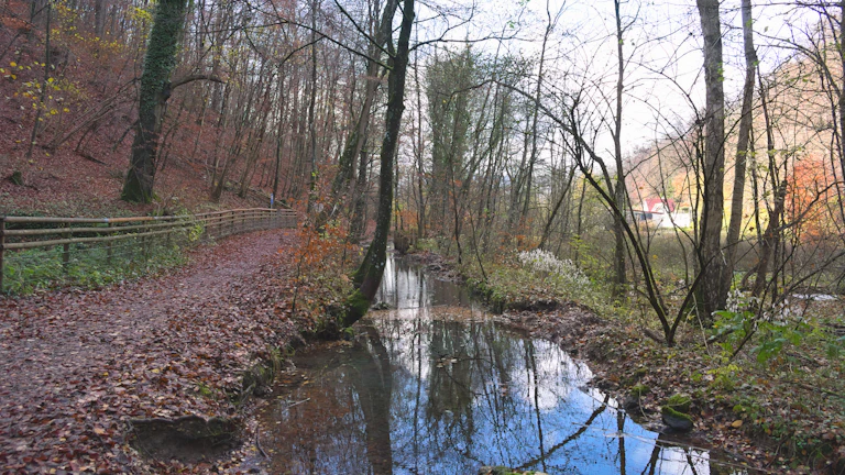평온한 숲길 산책