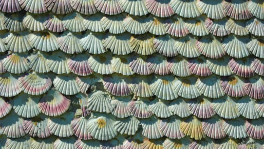 하모닉 패턴 가오리, 기하학적 정밀도로 고승률 반전 지점 포착하는 궁극의 전략 시장 분석 및 전략 21