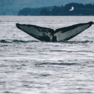 2026년 대세 상승장 포착 노하우 시장 분석 및 전략 1