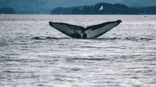 2026년 대세 상승장 포착 노하우 시장 분석 및 전략 21