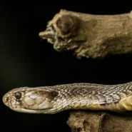 2026년 해외 증권사 연동 및 자동화 전략 퀀트 및 자동매매 25