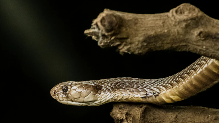 2026년 해외 증권사 연동 및 자동화 전략 브로커 및 플랫폼 분석 7