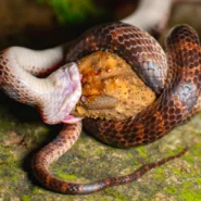 2026년 챗GPT 코딩 노하우 시장 분석 및 전략 11