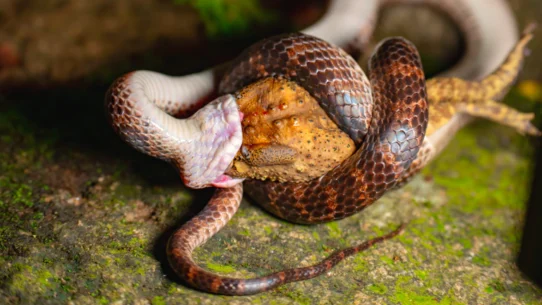 2026년 챗GPT 코딩 노하우 퀀트 및 자동매매 21