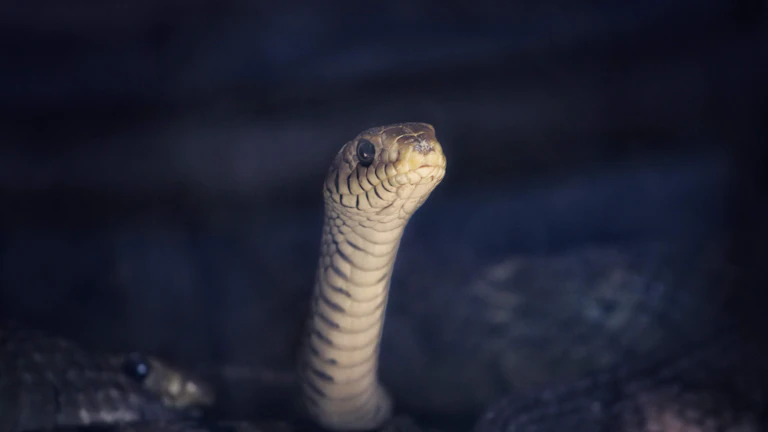 파이썬 챗GPT 자동매매 소스코드 증권사 API 호출 한도 초과 방지 및 주문 오류 대응법 퀀트 및 자동매매 7