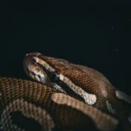 파이썬 AI 에이전트 자동매매 API 오류 및 주문 누락 방지용 예외처리 시장 분석 및 전략 13