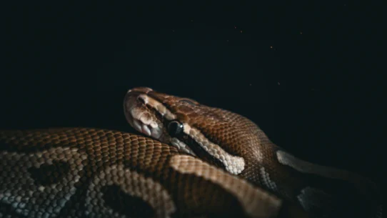 파이썬 AI 에이전트 자동매매 API 오류 및 주문 누락 방지용 예외처리 시장 분석 및 전략 21