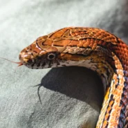 2026년 증권사 API 성능 비교 및 선택 가이드 퀀트 및 자동매매 1