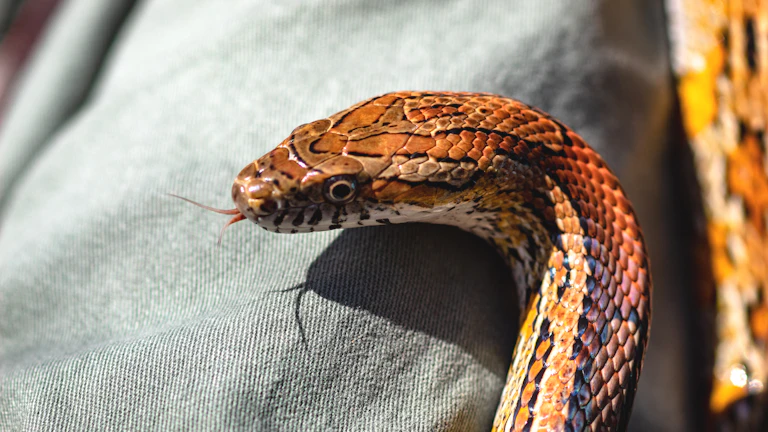 2026년 증권사 API 성능 비교 및 선택 가이드 시장 분석 및 전략 9 파이썬 주식 자동매매 시스템의 데이터 흐름도