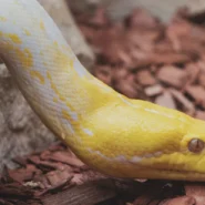 2026년 로직 충돌 및 과다 주문 방지법 시장 분석 및 전략 1