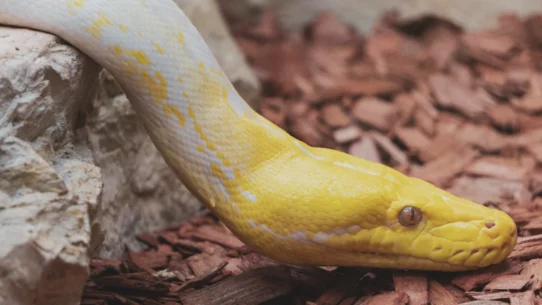 2026년 로직 충돌 및 과다 주문 방지법 시장 분석 및 전략 22